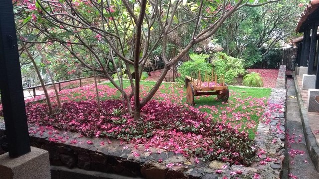 jardim-com-chão-coberto-por-folhas-cor-de-rosa-e-um-carrinho-de-mão-de-madeira-enfeitando